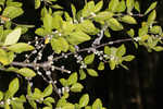 Eastern swamp privet